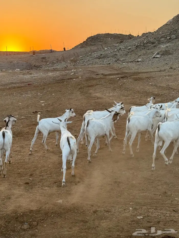 تيوس شبيه التيوس البلدي 0