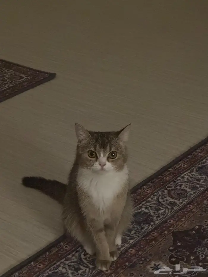 قطه سكوتش 1