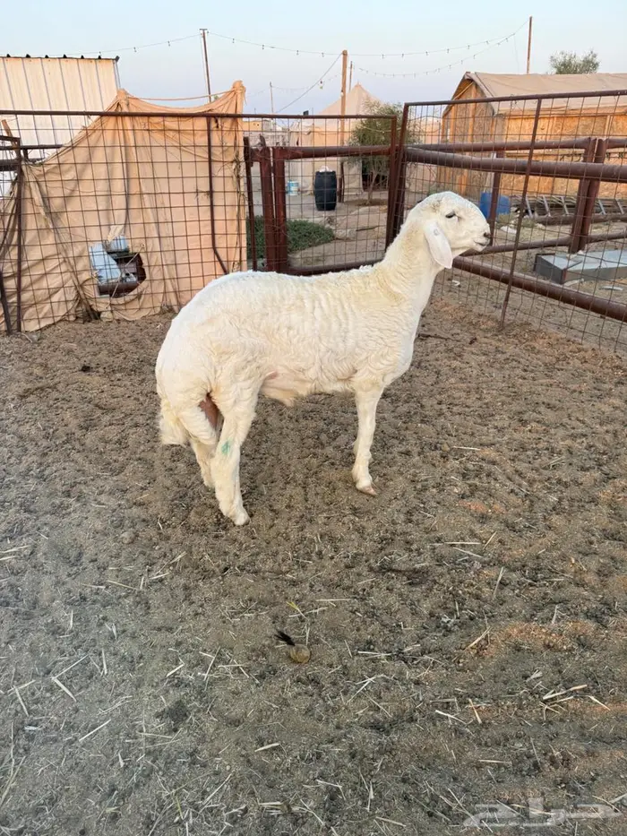 للبيع طلي حري مشروع فحل 1