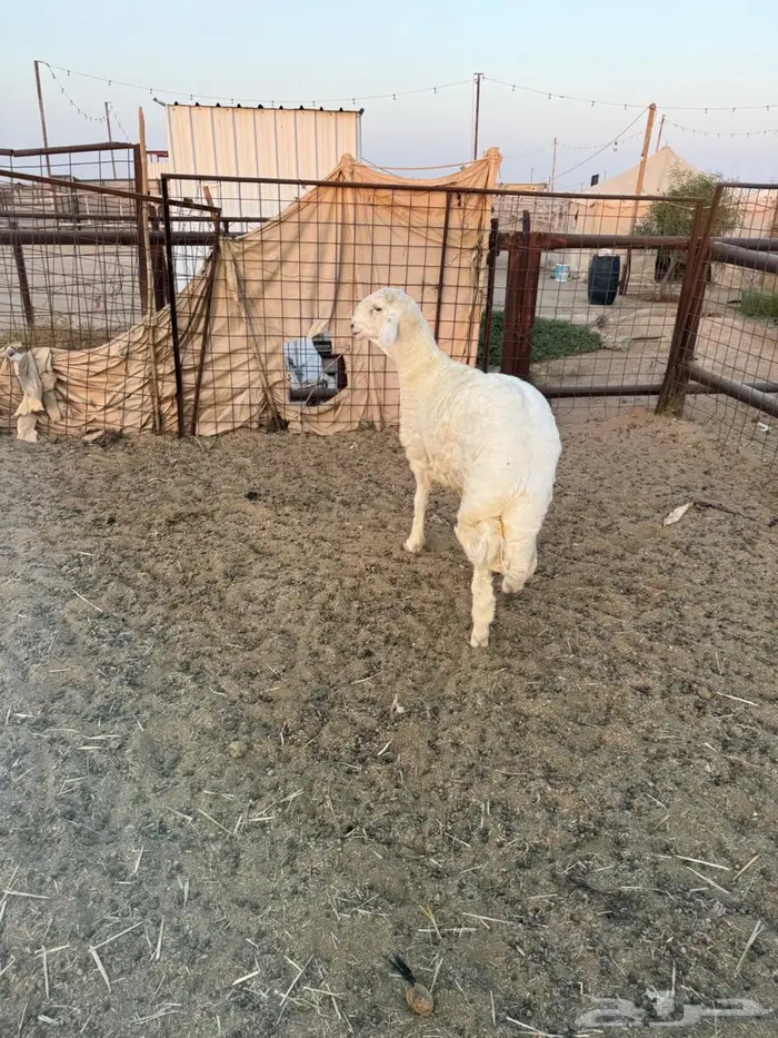للبيع طلي حري مشروع فحل 3