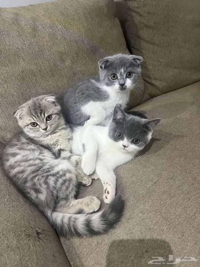 Cat Father and kittens 1