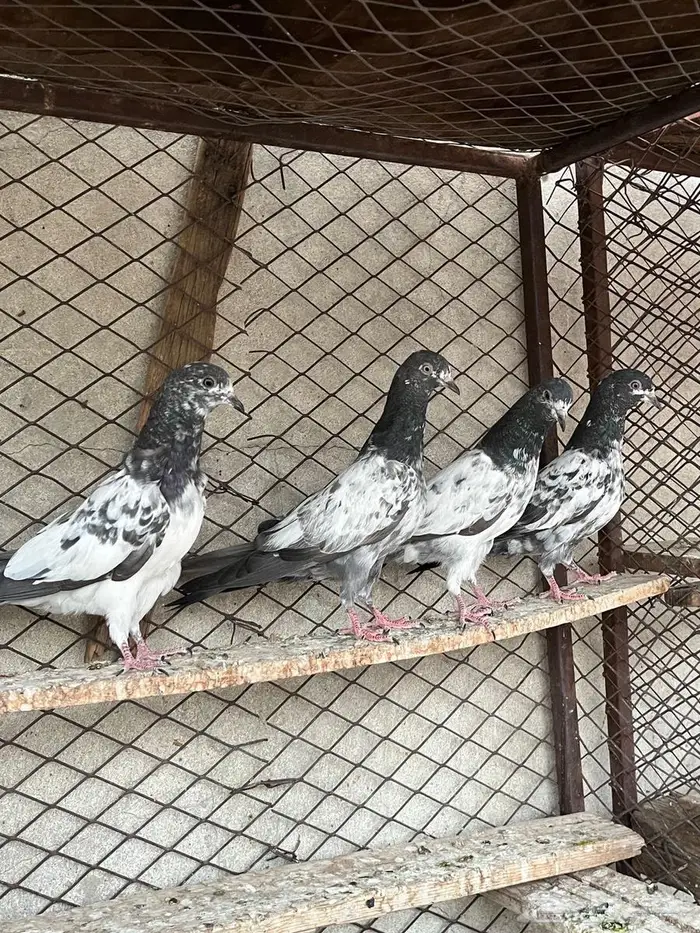 حمام باكستاني 0