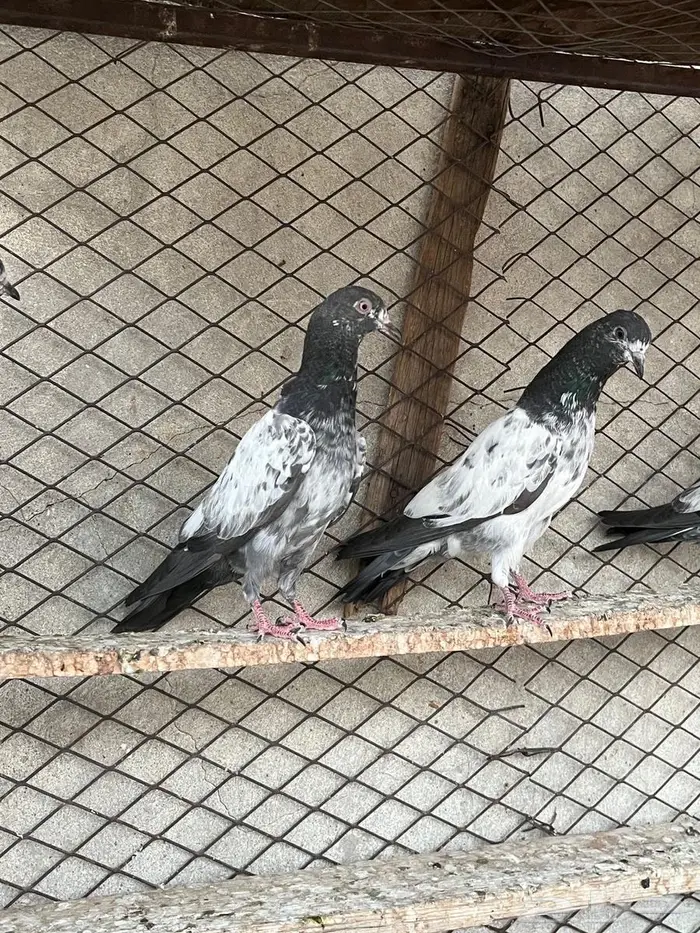 حمام باكستاني 1