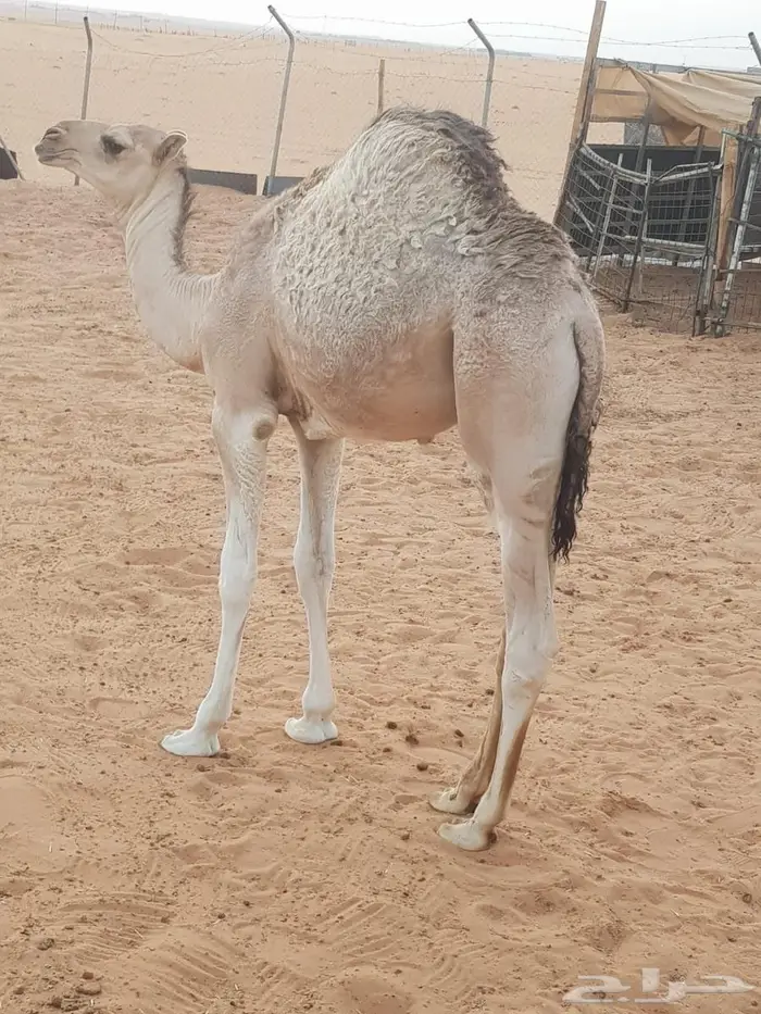 حاشي لباني 0
