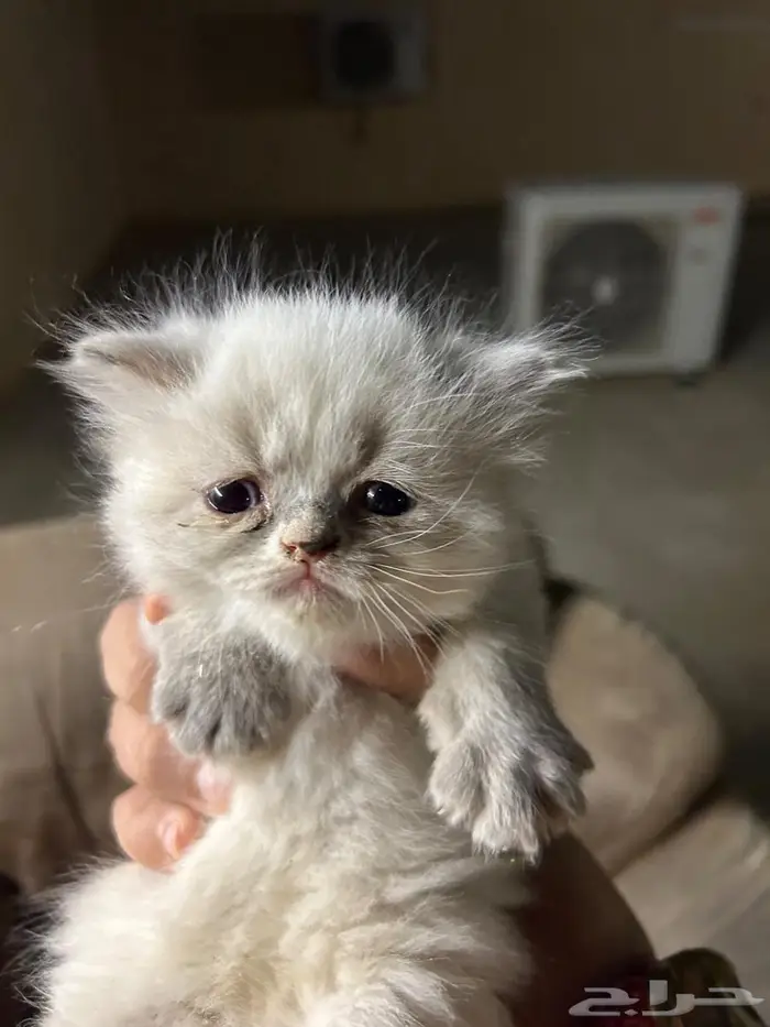 الخرج الزاهر 9
