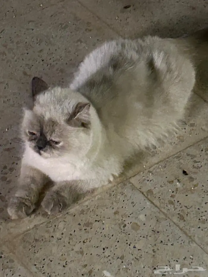 الخرج الزاهر 7