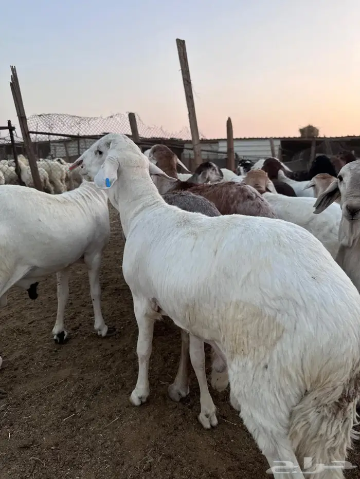 سواكن مرابي جذعان 1