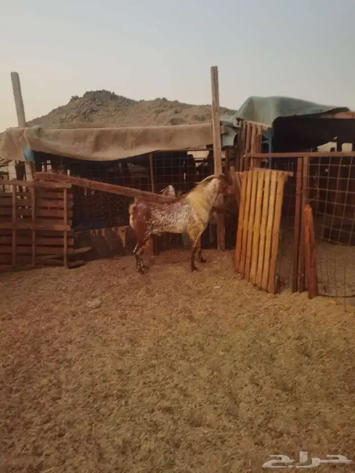 تيوس للبيع 19