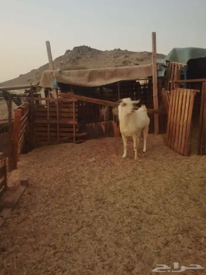 تيوس للبيع 10