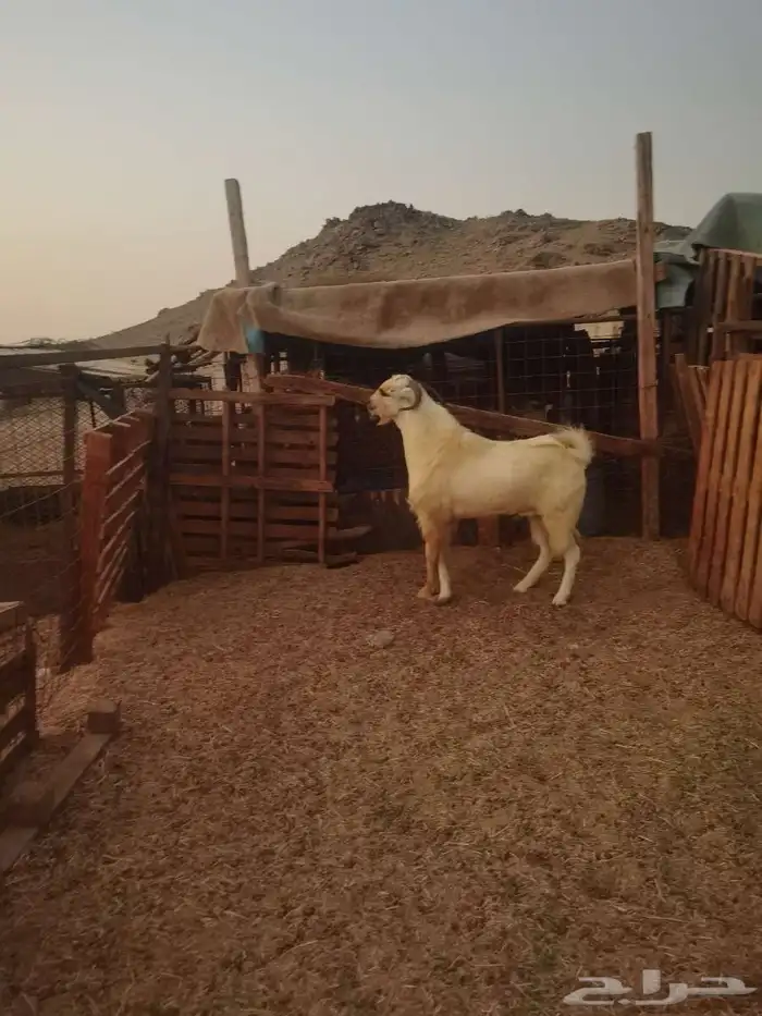 تيوس للبيع 9