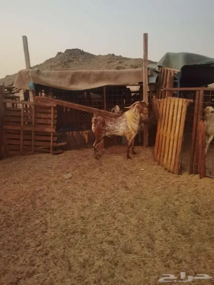 تيوس للبيع 16