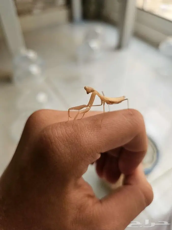 Miomantis paykullii   Egyptian pygmy mantis 4