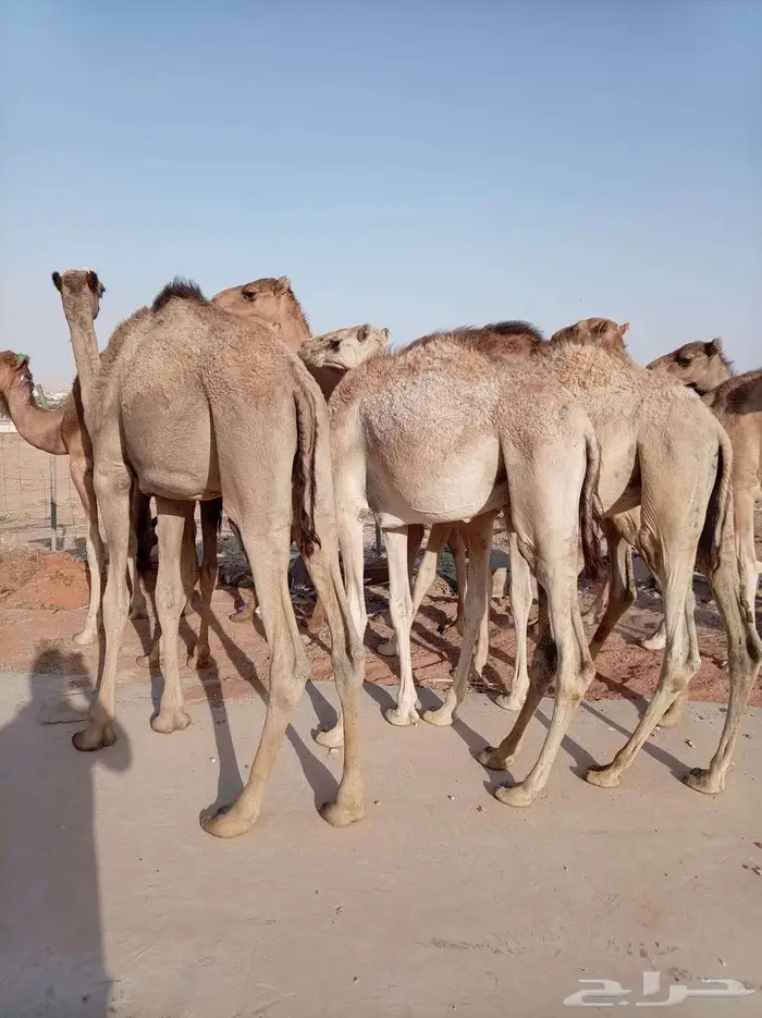 قعدان صومالي جمله من المزاحميه 0