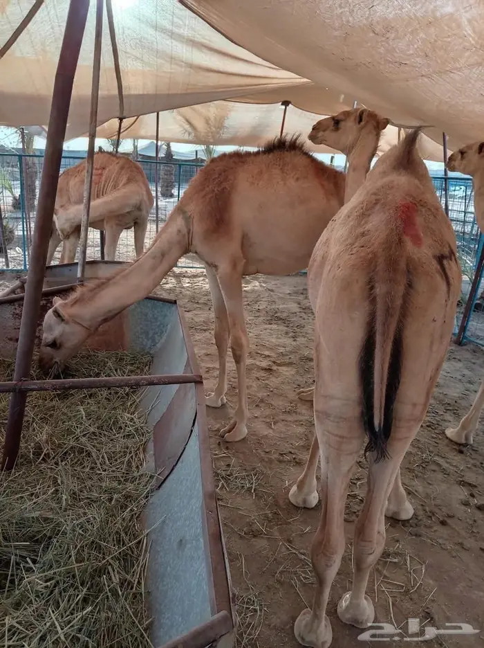 القعدان والتيوس النادرة وصلت لا تفو ت الفرصة 0