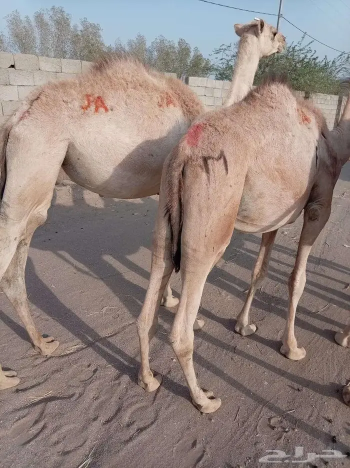قعدان صوماليه بكميات لتجار الجملة بسوم تنافسي 1