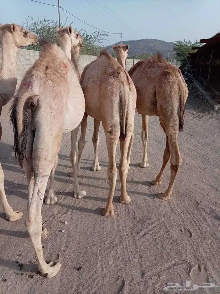 قعدان صوماليه بكميات لتجار الجملة بسوم تنافسي 4