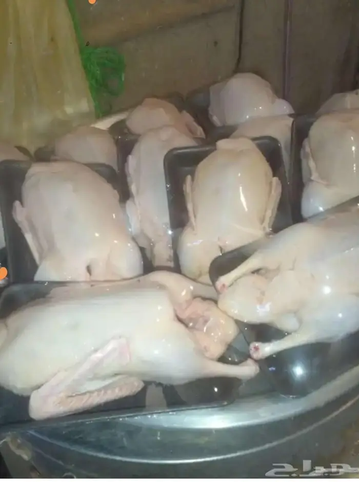 بط بكيني مذبوح وغير مذبوح 2