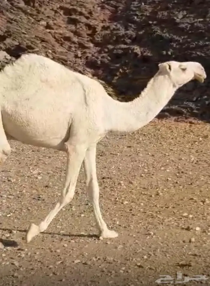 قعود طيب جدا  فاخرر 2