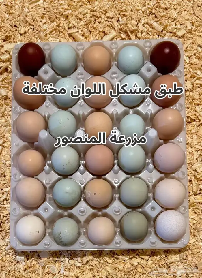 بيض مشكل سلالات عالمية مختلفة 0