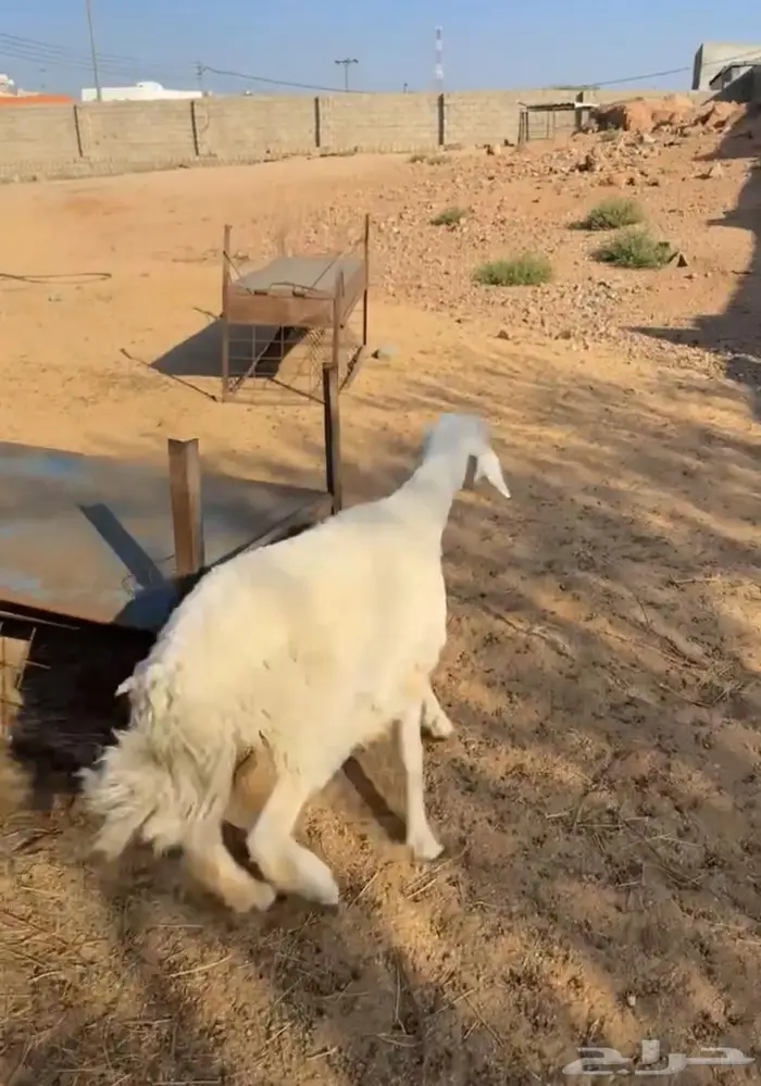 رخل جذعه دافع 1