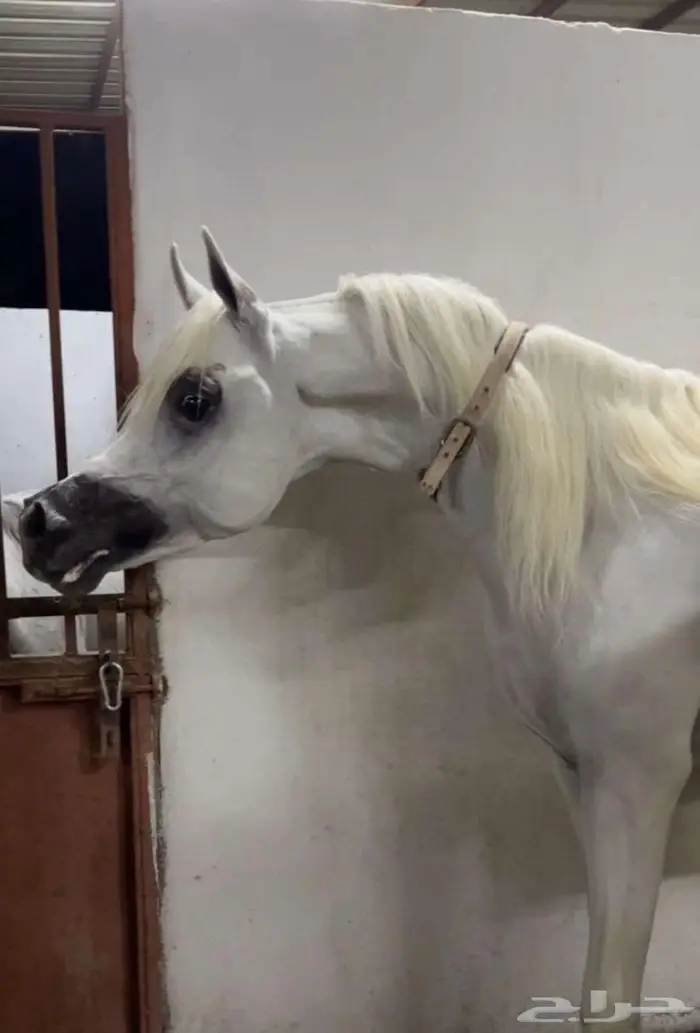 فحل منتج مفتوح للتشبيه لوجه الله 0