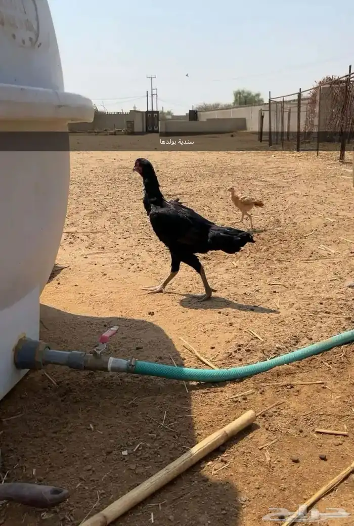 دجاج 3