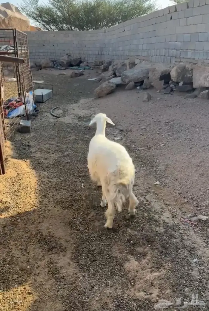رخل جذعه دافع 3