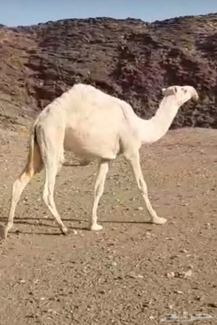 قعود طيب جدا  فاخرر 1