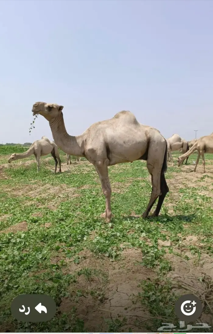 بعير للبيع 0
