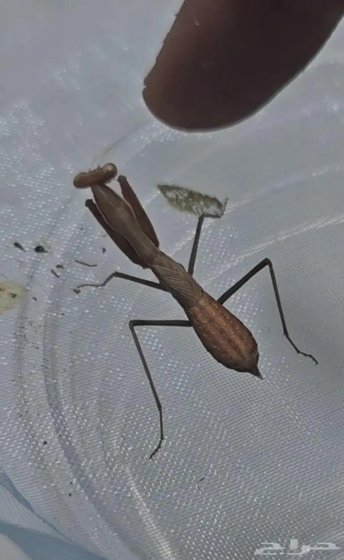 Miomantis paykullii   Egyptian pygmy mantis 6
