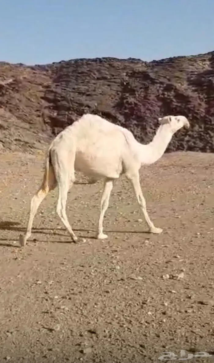 قعود طيب جدا  فاخرر 3