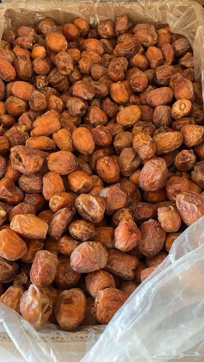 يوجد تمور مشكله نبوت سلطان نبوت سيف برحي سلج خصاب وو 3