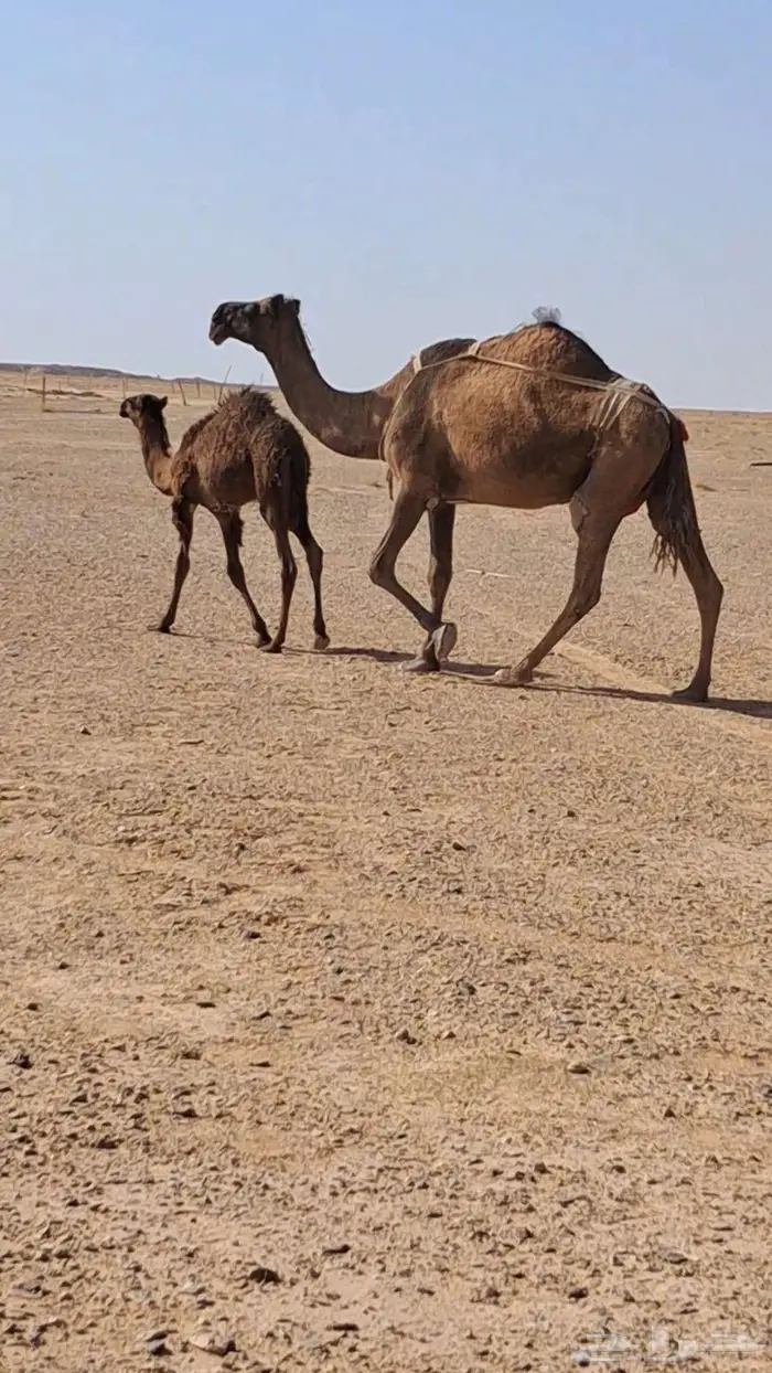 عشراء صفراء كفو 0
