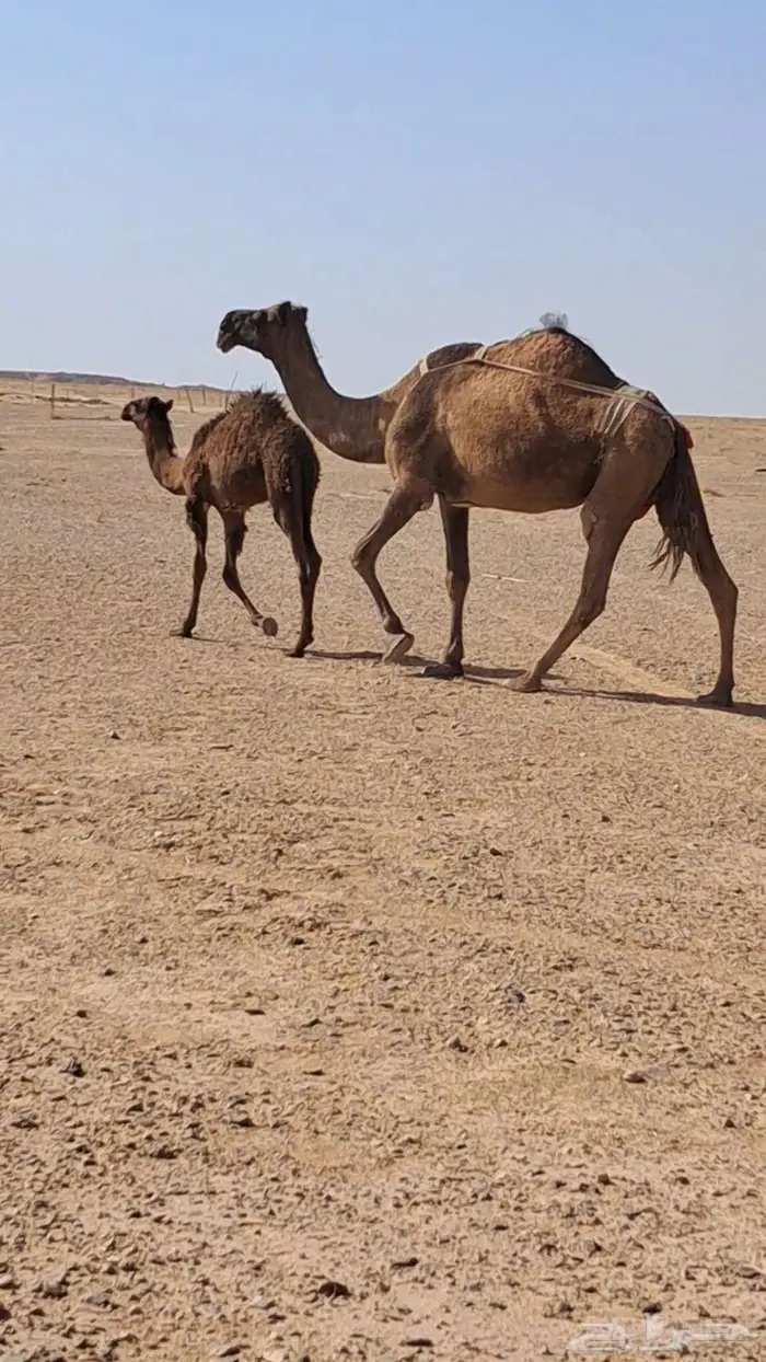 عشراء صفراء كفو 2