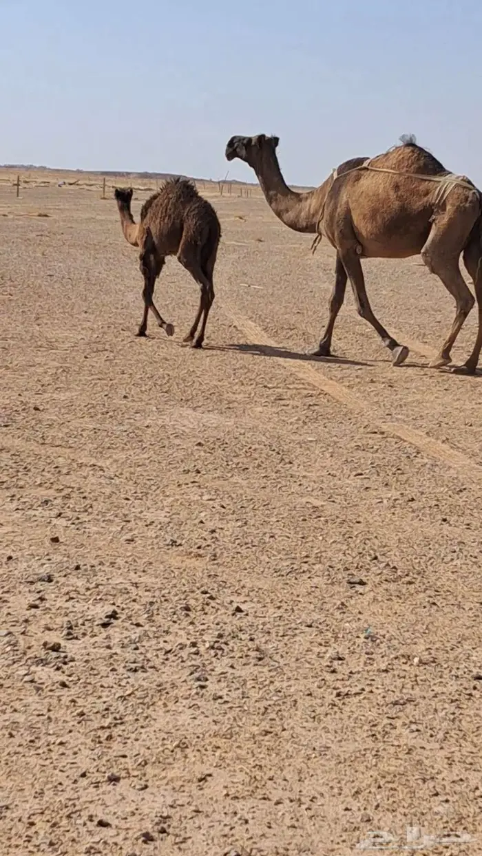 عشراء صفراء كفو 1