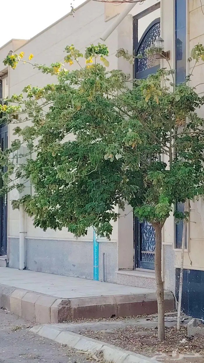 مطلوب 5 غرف اجار شهري باقدو والملك فهد 0