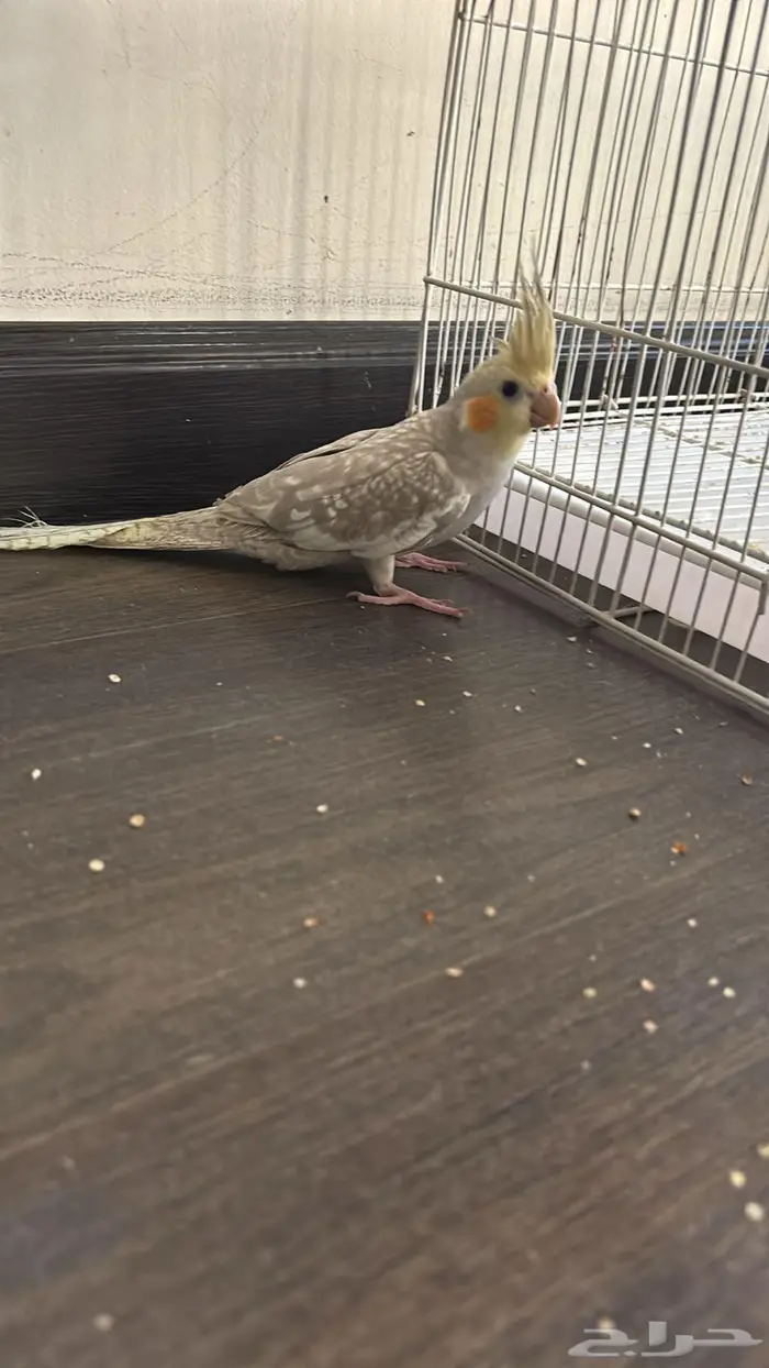 كروان للبيع 0