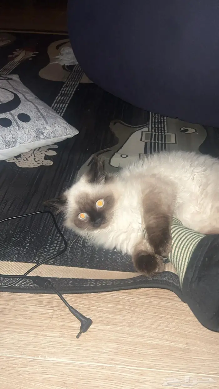 قطه للبيع ب 150 1