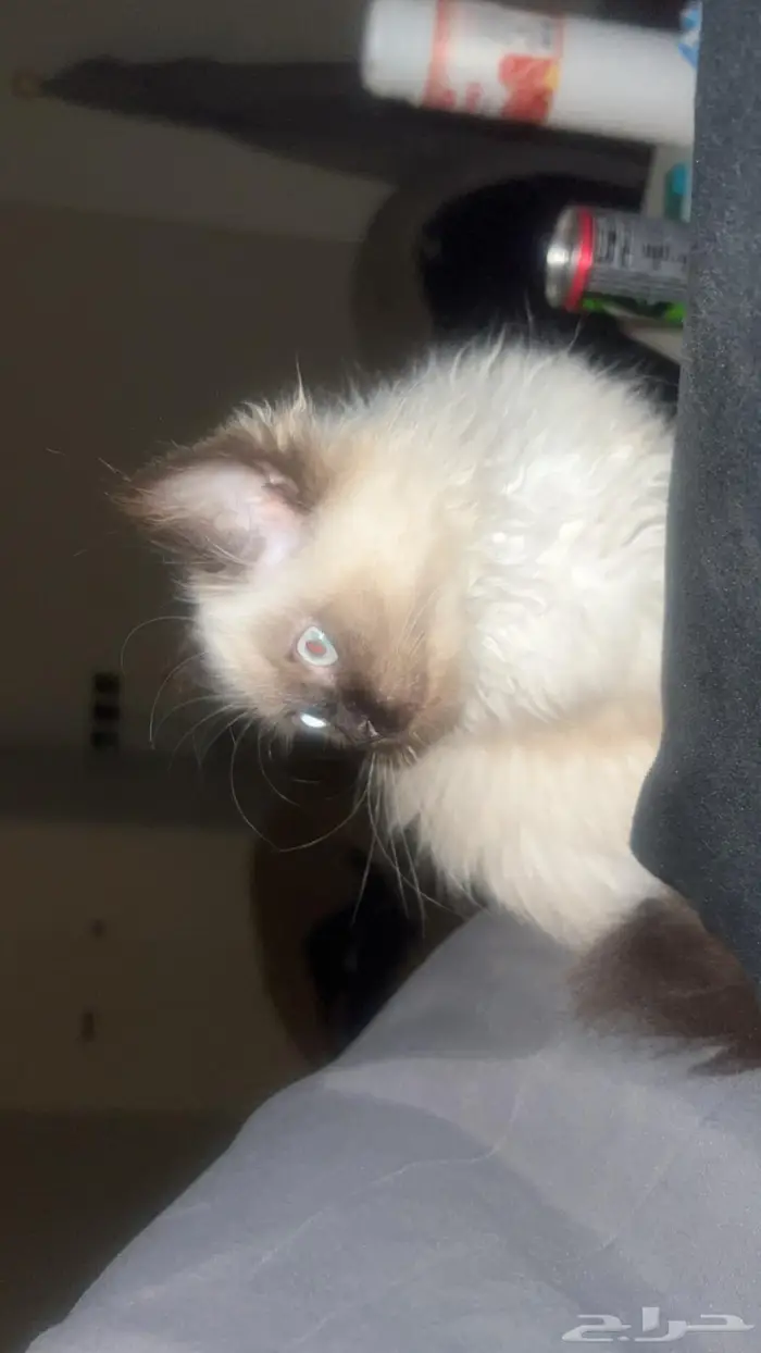 قطه للبيع ب 150 0