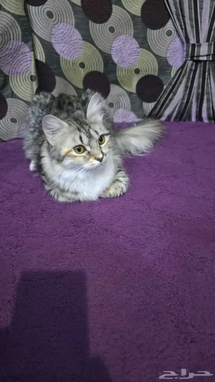 قطة شيرازية للتبني 12