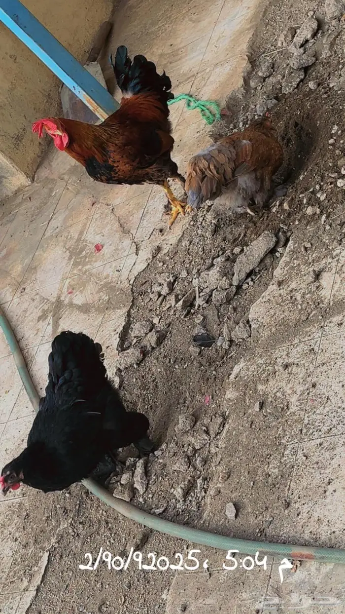 ديك ودجاجتين براهما 0