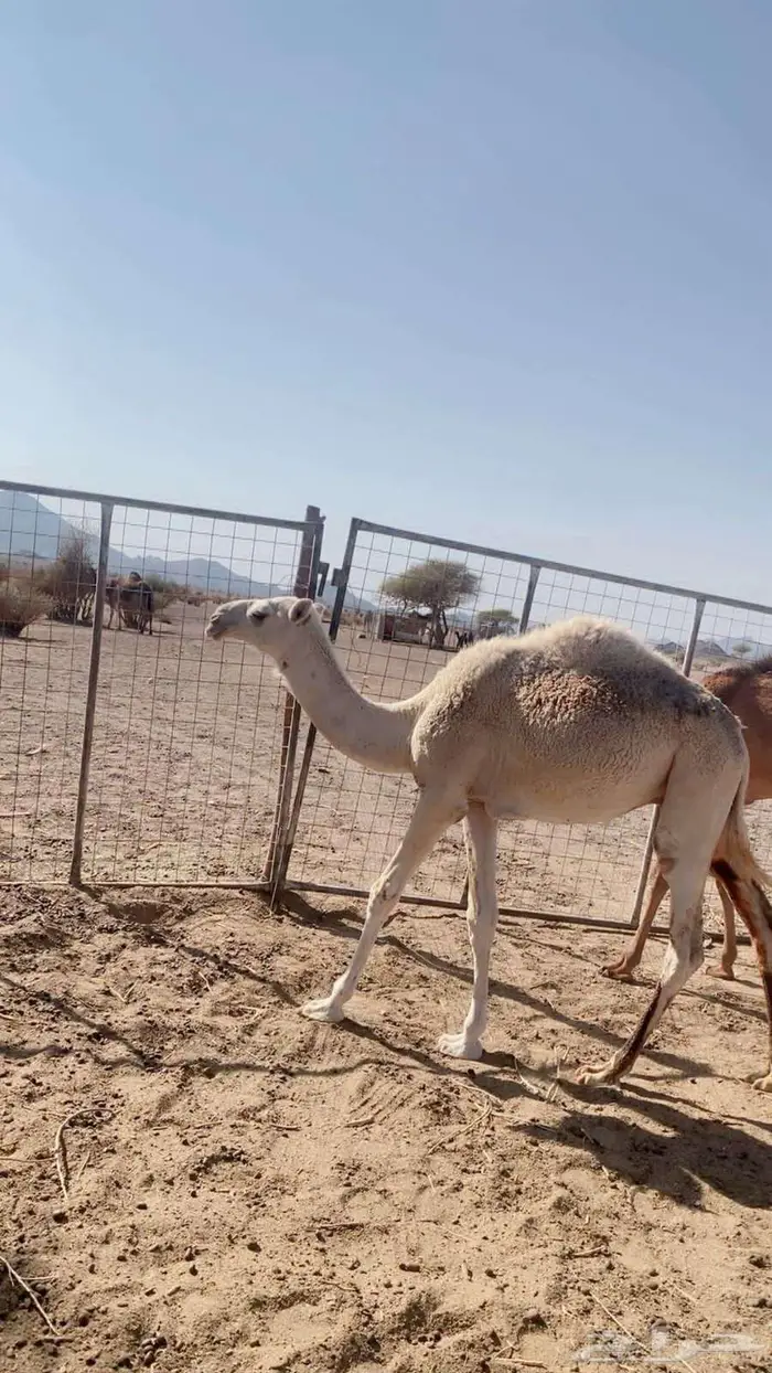 قعدان للبيع العلا 0