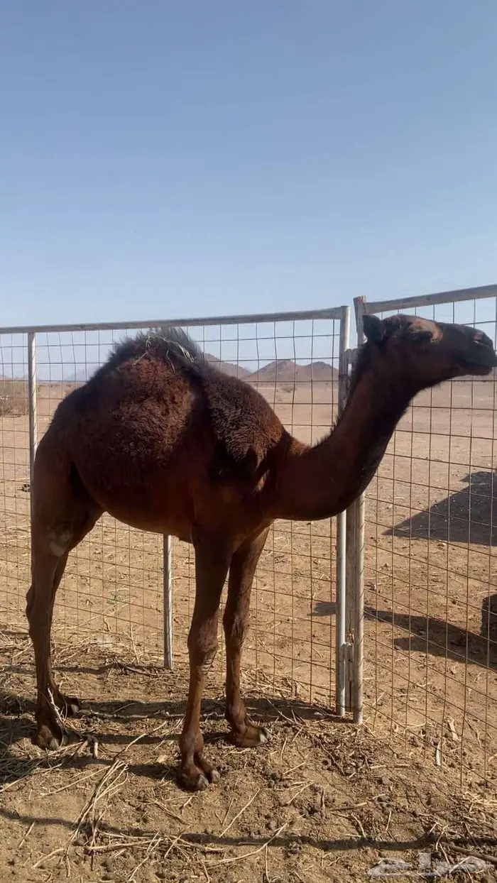 قعدان للبيع العلا 5