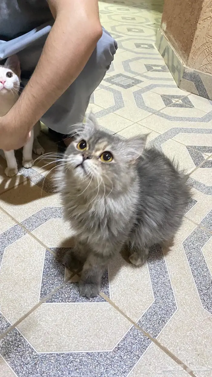 قطه حامل للتبني 1