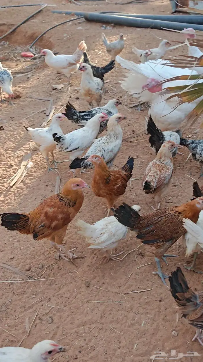 دجاج رومي ودجاج بلدي 3