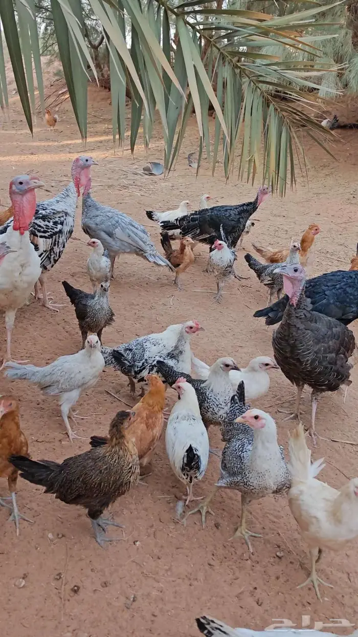 دجاج رومي ودجاج بلدي 0
