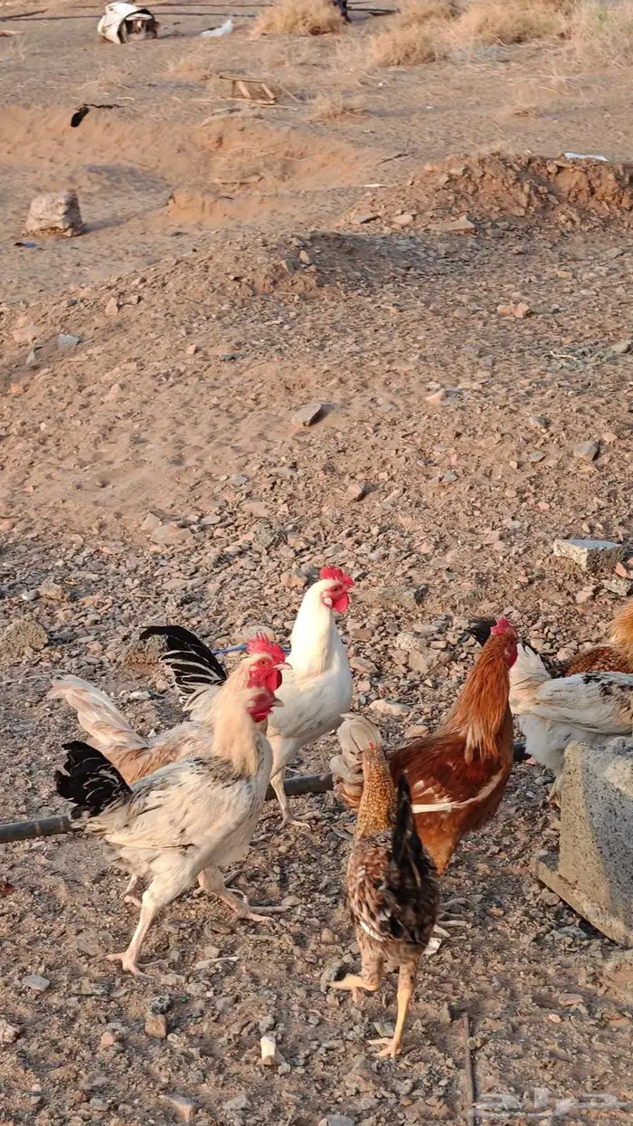 ديوك بلدي 10
