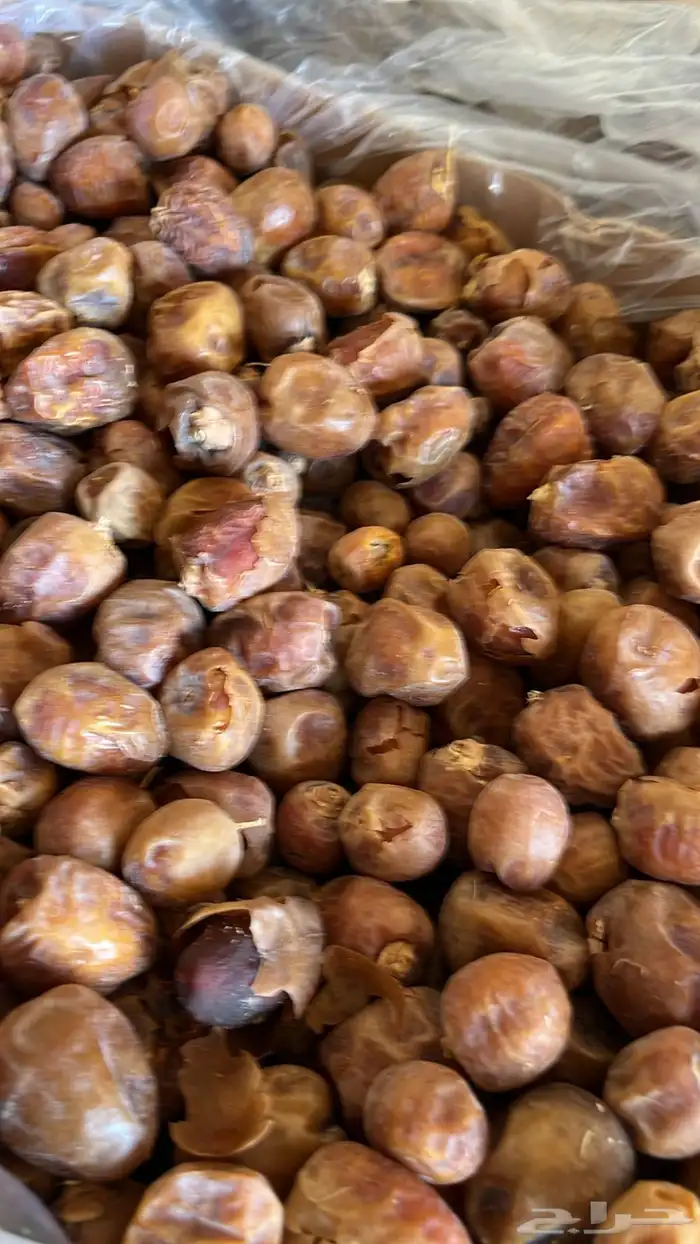 يوجد تمور مشكله نبوت سلطان نبوت سيف برحي سلج خصاب وو 1