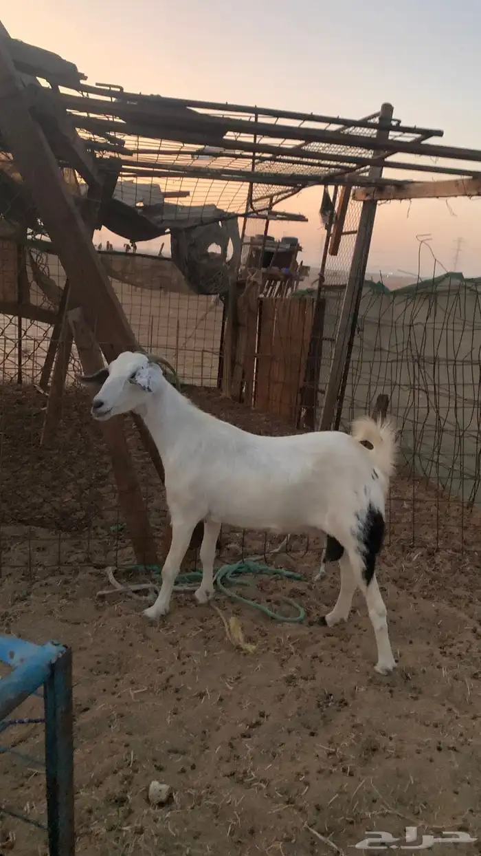 معزا جنوبيه 0