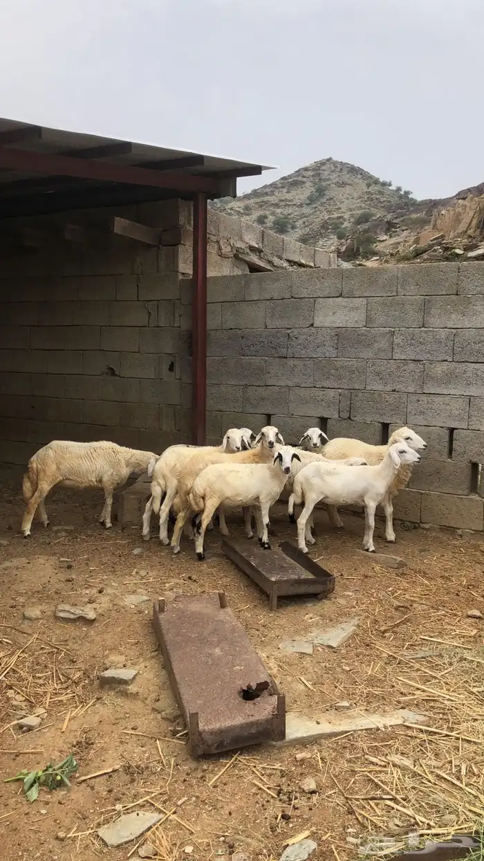 رخال حريات 1